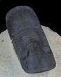 Large Paralejurus Trilobite #36838-4